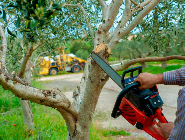 Best Tree Removal for Businesses  in Double Springs, AL